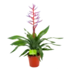 Aechmea Blue Rain - Kokerbromelia - P12 H55 - Roze-Paars - Kamerplant 2 Aechmea Blue Rain - Kokerbromelia - P12 H55 - Roze-Paars - Kamerplant -Tuinplantenwinkel aechmea blue rain kokerbromelia p12 h55 roze paars 4