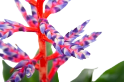 Aechmea Blue Rain - Kokerbromelia - P12 H55 - Roze-Paars - Kamerplant -Tuinplantenwinkel aechmea blue rain kokerbromelia p12 h55 roze paars 6