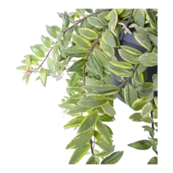 Aeschynanthus Bolero Bicolore - Lipstickplant - In Hangpot - P17 H40 - Kamerplant -Tuinplantenwinkel aeschynanthus bolero bicolore lipstickplant in hangpot p17 h40 6