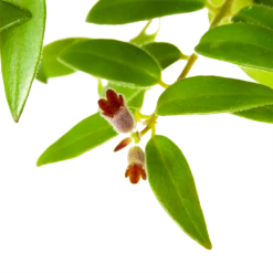 Aeschynanthus Caroline - Lipstickplant - In Hangpot - P15 H25 - Kamerplant -Tuinplantenwinkel aeschynanthus caroline lipstickplant in hangpot p15 h25 6