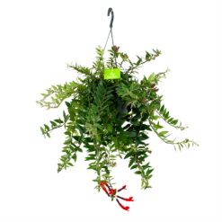 Aeschynanthus Caroline - Lipstickplant - In Hangpot - P17 H40 - Kamerplant