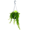 Aeschynanthus Japhrolepis - Lipstickplant - In Hangpot - P15 H20 - Kamerplant -Tuinplantenwinkel aeschynanthus japhrolepis lipstickplant in hangpot p15 4