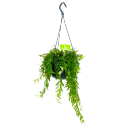 Aeschynanthus Japhrolepis - Lipstickplant - In Hangpot - P15 H20 - Kamerplant
