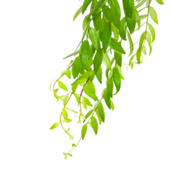 Aeschynanthus Japhrolepis - Lipstickplant - In Hangpot - P15 H20 - Kamerplant -Tuinplantenwinkel aeschynanthus japhrolepis lipstickplant in hangpot p15 6