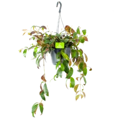 Aeschynanthus Marmoratus - Lipstickplant - In Hangpot - P17 H40 - Kamerplant