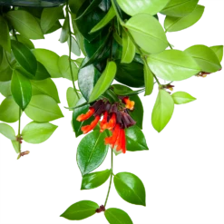 Aeschynanthus Monalisa - Lipstickplant - In Hangpot - P15 H20 - Kamerplant -Tuinplantenwinkel aeschynanthus monalisa lipstickplant in hangpot p15 5