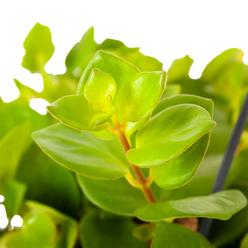 Aeschynanthus Pink Polka - Lipstickplant - In Hangpot - P15 H20 - Kamerplant 4 Aeschynanthus Pink Polka - Lipstickplant - In Hangpot - P15 H20 - Kamerplant - Afbeelding 2