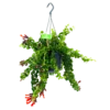 Aeschynanthus Rasta - Lipstickplant - In Hangpot - P15 H20 - Kamerplant -Tuinplantenwinkel aeschynanthus rasta lipstickplant p15 4 12