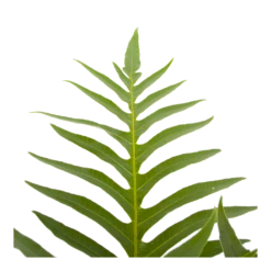 Aglaomorpha Jim - P19 H65 - Kamerplant 8 Aglaomorpha Jim - P19 H65 - Kamerplant -Tuinplantenwinkel aglaomorpha jim p19 h65 3