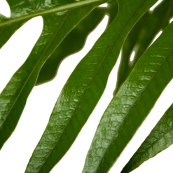 Aglaomorpha Jim - P37 H75 - Kamerplant -Tuinplantenwinkel aglaomorpha jim p37 h75 kamerplant 4