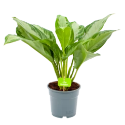 Aglaonema Freedman - P17 H60 - Kamerplant