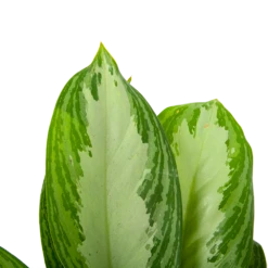 Aglaonema Freedman - P17 H60 - Kamerplant -Tuinplantenwinkel aglaonema freedman p17 h60 6 1