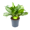 Aglaonema Silver Bay - P24 H60 - Kamerplant -Tuinplantenwinkel aglaonema silver bay p24 h60 1 3