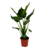 Alocasia Cucullata - Olifantsoor - P21 H90 - Kamerplant 1 Alocasia Cucullata - Olifantsoor - P21 H90 - Kamerplant -Tuinplantenwinkel alocasia cucullata olifantsoor p21 h90 1