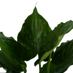 Alocasia Cucullata - Olifantsoor - P21 H90 - Kamerplant -Tuinplantenwinkel alocasia cucullata olifantsoor p21 h90 3