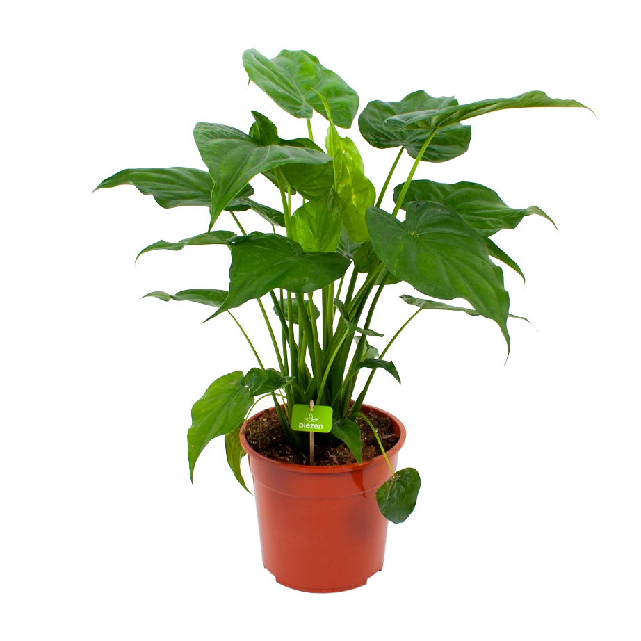 Alocasia Cucullata - Olifantsoor - P27 H80 - Kamerplant 3 Alocasia Cucullata - Olifantsoor - P27 H80 - Kamerplant