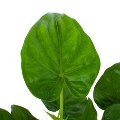 Alocasia Cucullata - Olifantsoor - P27 H80 - Kamerplant 6 Alocasia Cucullata - Olifantsoor - P27 H80 - Kamerplant -Tuinplantenwinkel alocasia cucullata olifantsoor p27 h80 5 1