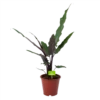 Alocasia Lauterbachiana - Olifantsoor - P19 H70 - Kamerplant -Tuinplantenwinkel alocasia lauterbachiana olifantsoor p19 h70 1
