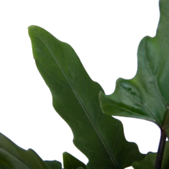 Alocasia Lauterbachiana - Olifantsoor - P19 H70 - Kamerplant -Tuinplantenwinkel alocasia lauterbachiana olifantsoor p19 h70 3