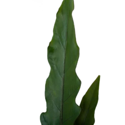 Alocasia Lauterbachiana - Olifantsoor - P19 H70 - Kamerplant -Tuinplantenwinkel alocasia lauterbachiana olifantsoor p19 h70 4