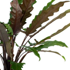 Alocasia Lauterbachiana - Olifantsoor - P27 H110 - Kamerplant 6 Alocasia Lauterbachiana - Olifantsoor - P27 H110 - Kamerplant -Tuinplantenwinkel alocasia lauterbachiana olifantsoor p27 h110 5 2