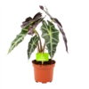 Alocasia Polly - Olifantsoor - P17 H50 - Kamerplant 1 Alocasia Polly - Olifantsoor - P17 H50 - Kamerplant -Tuinplantenwinkel alocasia polly olifantsoor p17 h50 1