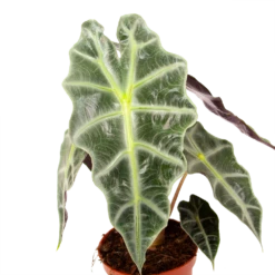 Alocasia Polly - Olifantsoor - P17 H50 - Kamerplant -Tuinplantenwinkel alocasia polly olifantsoor p17 h50 2