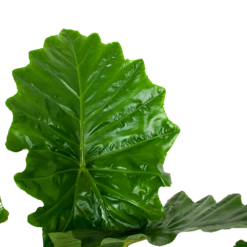 Alocasia Portodora - Olifantsoor - P35 H135 - Kamerplant -Tuinplantenwinkel alocasia portodora olifantsoor p35 h135 6 1