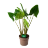 Alocasia Zebrina - Olifantsoor - P24 H90 - Kamerplant