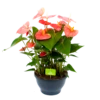 Anthurium Andreanum - Flamingoplant - P30 H80 Roze - Kamerplant 2 Anthurium Andreanum - Flamingoplant - P30 H80 Roze - Kamerplant -Tuinplantenwinkel anthurium andreanum flamingoplant p30 h80 roze 1 1