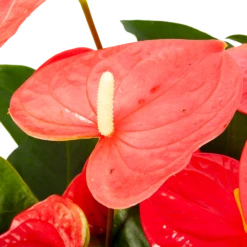 Anthurium Andreanum - Flamingoplant - P30 H80 Roze - Kamerplant 6 Anthurium Andreanum - Flamingoplant - P30 H80 Roze - Kamerplant -Tuinplantenwinkel anthurium andreanum flamingoplant p30 h80 roze 5 1