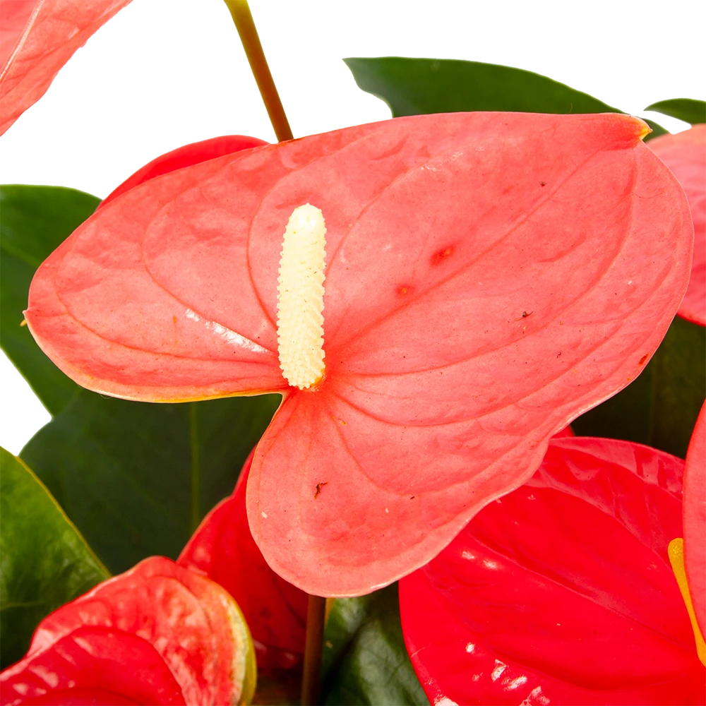 Anthurium Andreanum - Flamingoplant - P30 H80 Roze - Kamerplant 4 Anthurium Andreanum - Flamingoplant - P30 H80 Roze - Kamerplant - Afbeelding 2