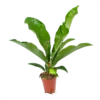 Anthurium Brownii Arrow - P15 H60 - Kamerplant 1 Anthurium Brownii Arrow - P15 H60 - Kamerplant -Tuinplantenwinkel anthurium brownii arrow p15 h60 1