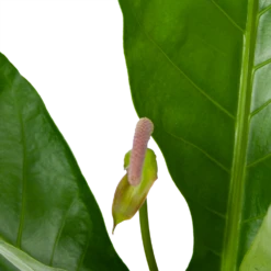 Anthurium Brownii Arrow - P15 H60 - Kamerplant -Tuinplantenwinkel anthurium brownii arrow p15 h60 5