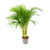 Areca - Goudpalm - P17 H90 - Kamerplant 1 Areca - Goudpalm - P17 H90 - Kamerplant -Tuinplantenwinkel areca goudpalm p17 h90 1 3
