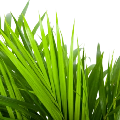 Areca - Goudpalm - P17 H90 - Kamerplant -Tuinplantenwinkel areca goudpalm p17 h90 5 3