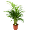 Areca - Goudpalm - P21 H100 - Kamerplant -Tuinplantenwinkel areca goudpalm p21 h100 1 1