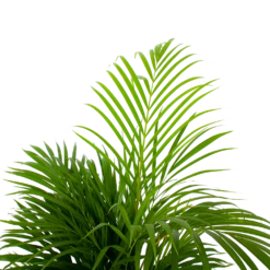 Areca - Goudpalm - P21 H100 - Kamerplant -Tuinplantenwinkel areca goudpalm p21 h100 5 1