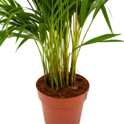 Areca - Goudpalm - P21 H100 - Kamerplant -Tuinplantenwinkel areca goudpalm p21 h100 6 1