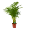 Areca - Goudpalm - P24 H140 - Kamerplant 1 Areca - Goudpalm - P24 H140 - Kamerplant -Tuinplantenwinkel areca goudpalm p24 h140 kamerplant 1
