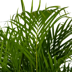 Areca - Goudpalm - P24 H140 - Kamerplant -Tuinplantenwinkel areca goudpalm p24 h140 kamerplant 4