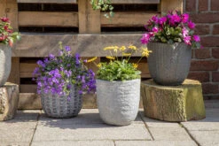 Bloempot Arkansas Egg Washed - D55 X H51cm - Lichtgrijs -Tuinplantenwinkel arkansas egg pot washed grey d55h51 bloempot 7 9