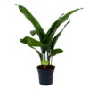 Aspidistra Elatior - Kwartjesplant - P17 H70 - Kamerplant 2 Aspidistra Elatior - Kwartjesplant - P17 H70 - Kamerplant -Tuinplantenwinkel aspidistra elatior kwartjesplant p17 h70 1 1