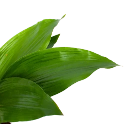 Aspidistra Elatior - Kwartjesplant - P17 H70 - Kamerplant -Tuinplantenwinkel aspidistra elatior kwartjesplant p17 h70 5 1