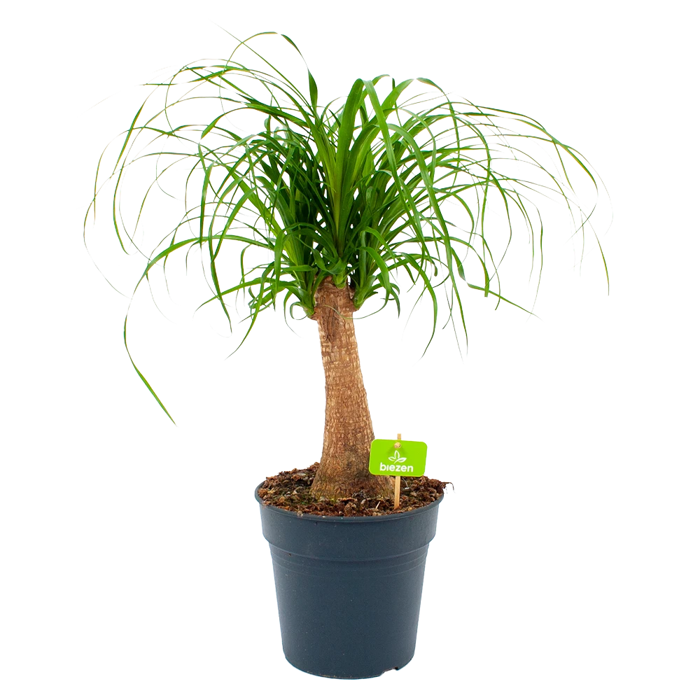 Beaucarnea Recurvata - Op Stam - Olifantenpoot - P21 H60 - Kamerplant 3 Beaucarnea Recurvata - Op Stam - Olifantenpoot - P21 H60 - Kamerplant