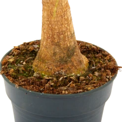 Beaucarnea Recurvata - Op Stam - Olifantenpoot - P21 H60 - Kamerplant 7 Beaucarnea Recurvata - Op Stam - Olifantenpoot - P21 H60 - Kamerplant -Tuinplantenwinkel beaucarnea recurvata op stam olifantenpoot p21 h60 5 1