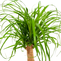 Beaucarnea Recurvata - Op Stam - Olifantenpoot - P21 H60 - Kamerplant 8 Beaucarnea Recurvata - Op Stam - Olifantenpoot - P21 H60 - Kamerplant -Tuinplantenwinkel beaucarnea recurvata op stam olifantenpoot p21 h60 6 1