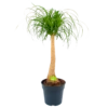 Beaucarnea Recurvata - Op Stam - Olifantenpoot - P27 H100 - Kamerplant -Tuinplantenwinkel beaucarnea recurvata op stam olifantenpoot p27 h100 1 1