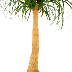 Beaucarnea Recurvata - Op Stam - Olifantenpoot - P27 H100 - Kamerplant -Tuinplantenwinkel beaucarnea recurvata op stam olifantenpoot p27 h100 6 1