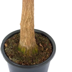 Beaucarnea Recurvata - Op Stam - Olifantenpoot - P32 H130 - Kamerplant -Tuinplantenwinkel beaucarnea recurvata op stam olifantenpoot p32 h130 5 3